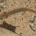 Texas Salamander - Photo (c) Chris Harrison, some rights reserved (CC BY-NC), uploaded by Chris Harrison