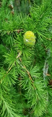 Larix kaempferi