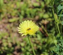 Urospermum dalechampii