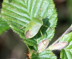 Palomena viridissima
