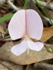 Tephrosia florida