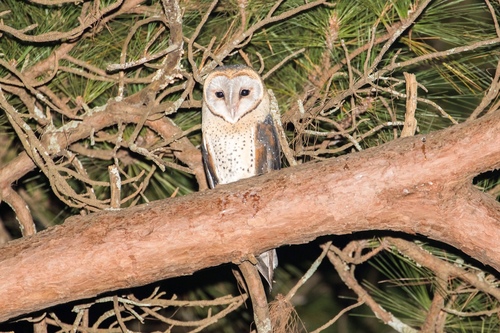 Western Barn Owl