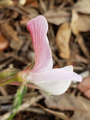Tephrosia florida
