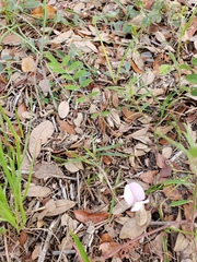 Tephrosia florida