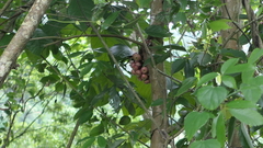 Ficus variegata garciae
