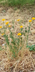 Eschscholzia californica