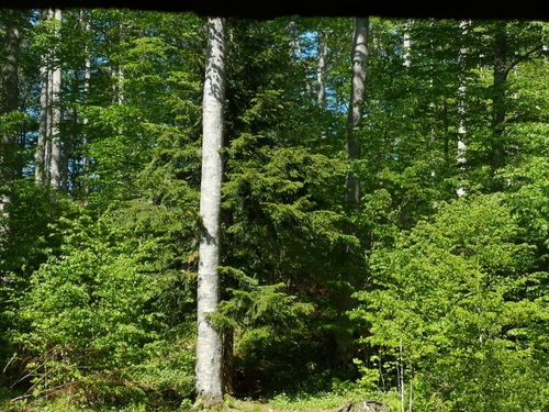 Obična jela (Abies alba)
