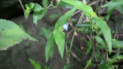 Commelina auriculata