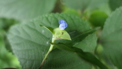 Commelina auriculata