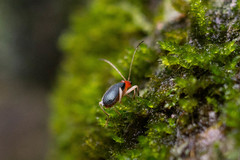 Trichobalya bowringii