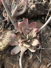Dudleya virens