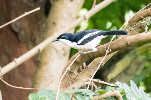 Tropical Boubou