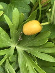 Eranthis