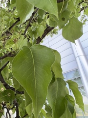 Pyrus calleryana