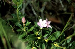 Philotheca myoporoides