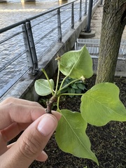 Pyrus calleryana