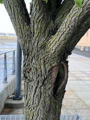 Pyrus calleryana