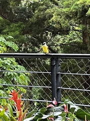 Pitangus sulphuratus