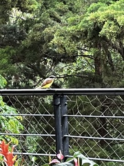 Pitangus sulphuratus