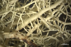 Usnea cornuta