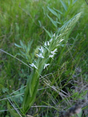 Platanthera dilatata leucostachys