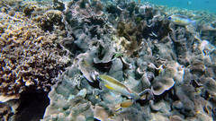 Scolopsis margaritifera