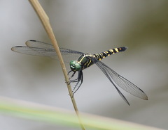 Onychothemis tonkinensis