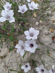 Linum appressum appressum