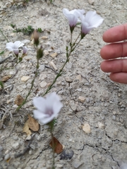 Linum appressum appressum