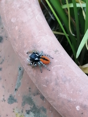Philaeus chrysops