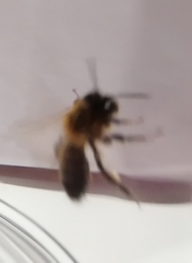 Andrena nigroaenea