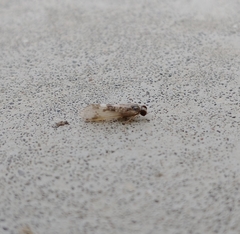 Hydropsyche aerata