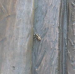 Salticus scenicus