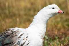 Andean Goose photo 5
