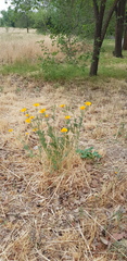 Eschscholzia californica