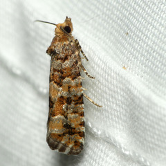 Eucopina