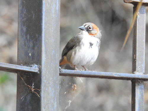 Rusty-crowned Ground Sparrow (Melozone kieneri), photo 6