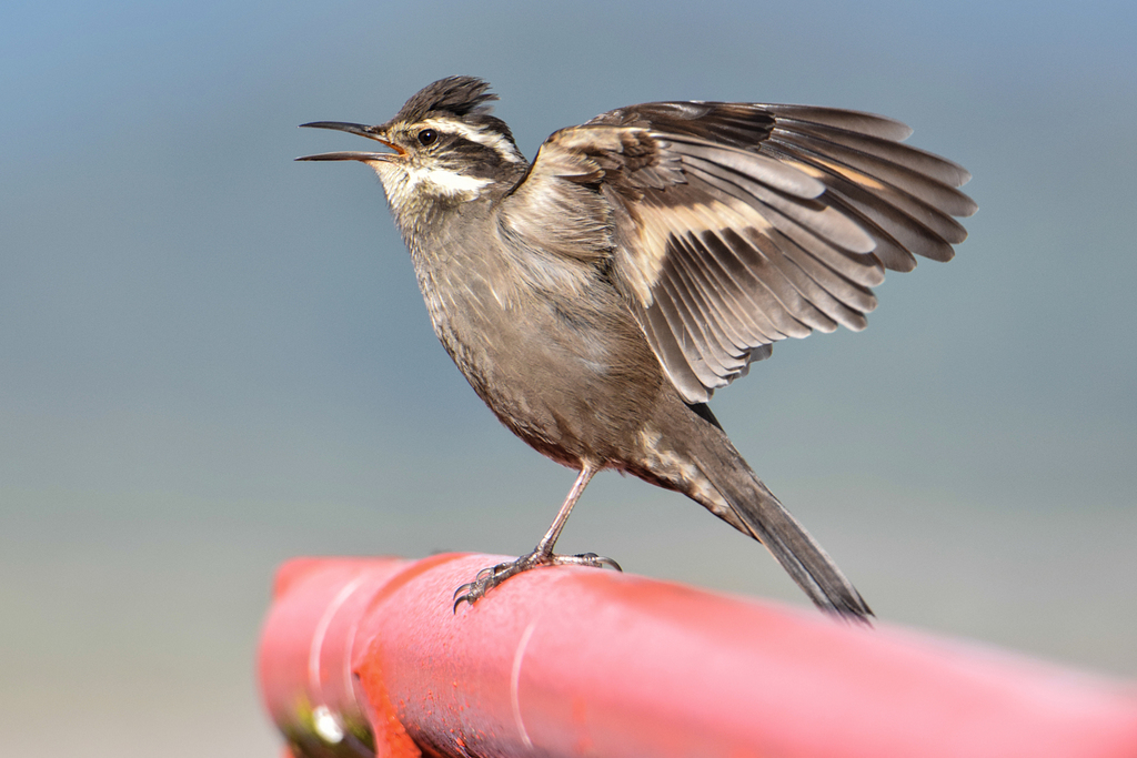 Dark-Bellied Cinclodes