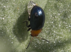 Podagrica fuscicornis