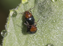 Podagrica fuscicornis