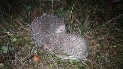 Hemiechinus auritus