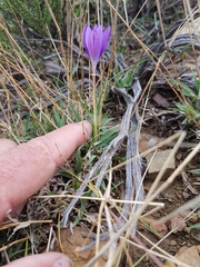 Syringodea longituba violacea