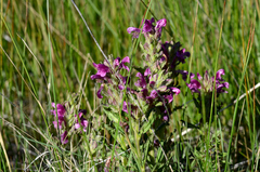 Pedicularis crenulata