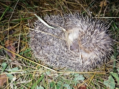 Hemiechinus auritus
