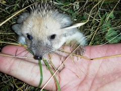 Hemiechinus auritus