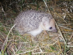 Hemiechinus auritus