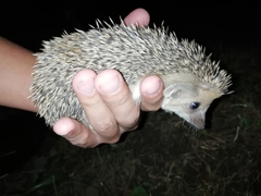 Hemiechinus auritus