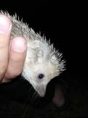 Hemiechinus auritus