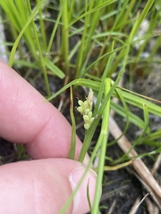 Carex aurea
