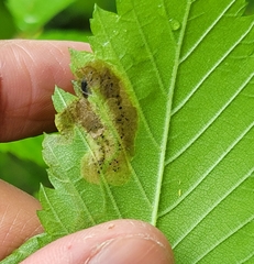 Agromyza aristata